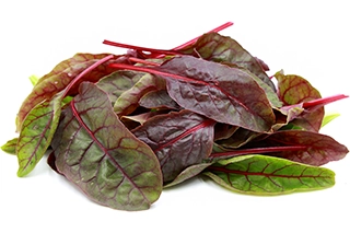 photography template for blocs website builder